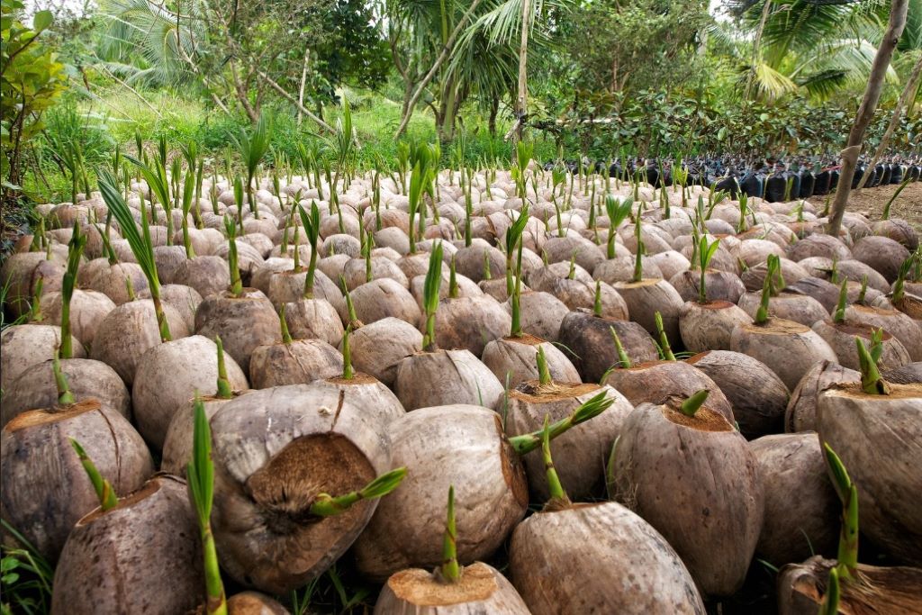 Coconut Offshoot Garden