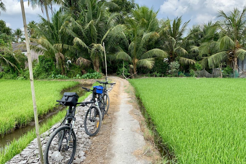 Cycling through rice field