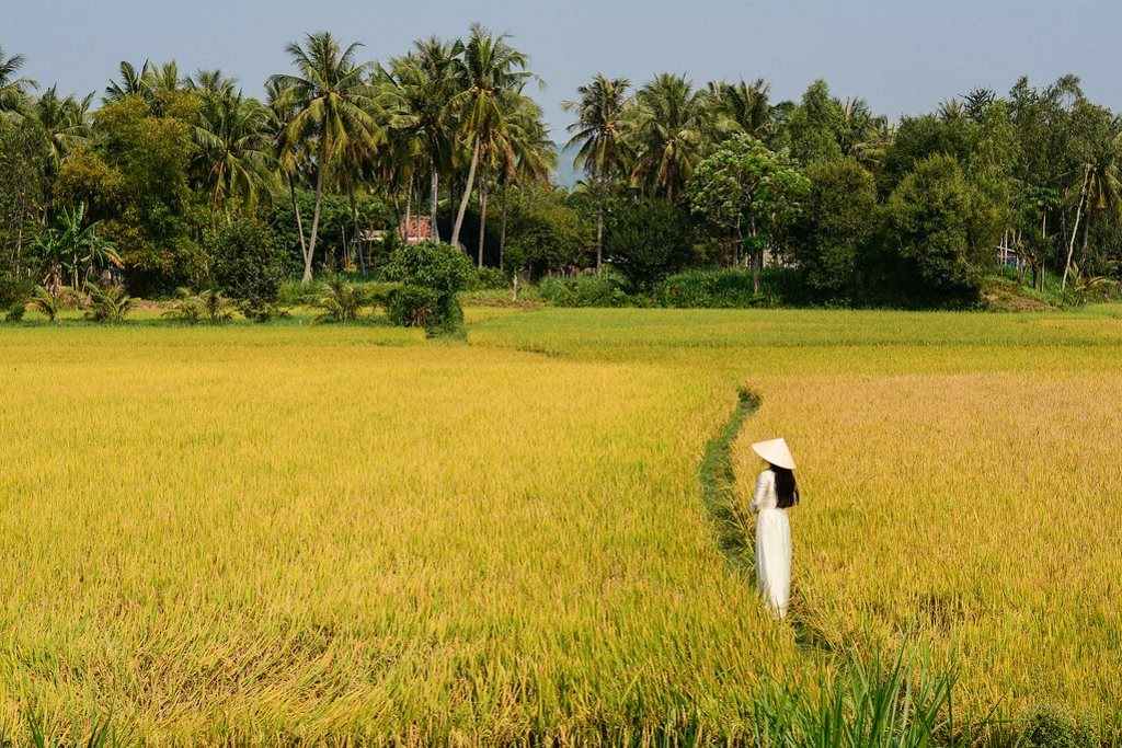 Ripening rice fields