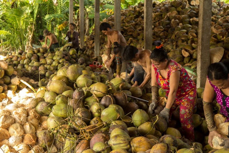 Coconut Workers